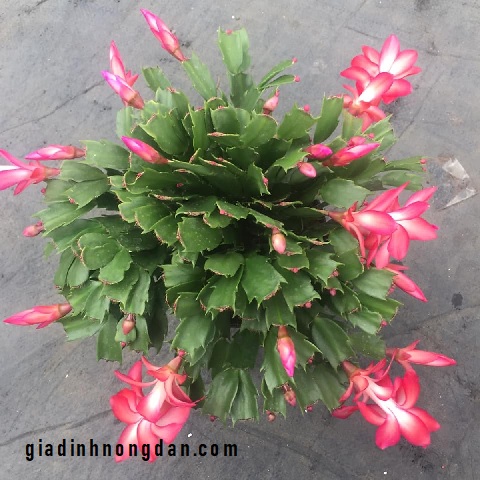 Cây Nhật Quỳnh (lan Càng Cua) Cây Nhật Quỳnh (lan Càng Cua)