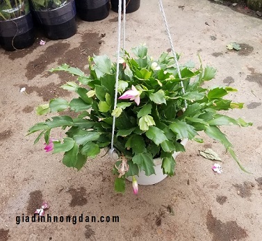 Cây Nhật Quỳnh (lan Càng Cua) Cây Nhật Quỳnh (lan Càng Cua)