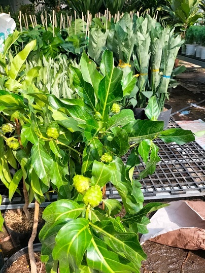 Cây Nhàu (vị thuốc khó tìm) Cây Nhàu (vị thuốc khó tìm)
