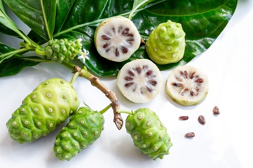 Cây Nhàu (vị thuốc khó tìm) Cây Nhàu (vị thuốc khó tìm)