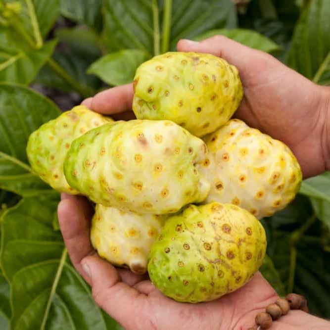 Cây Nhàu (vị thuốc khó tìm) Cây Nhàu (vị thuốc khó tìm)