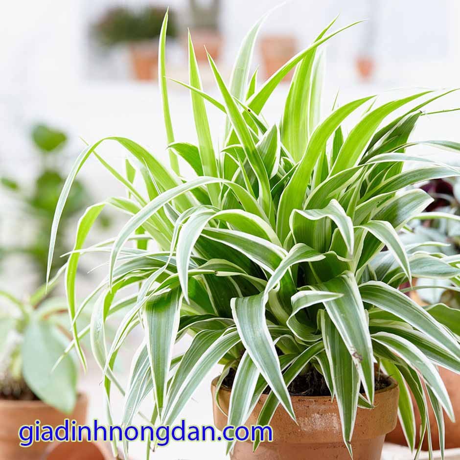 Cây Nhện Cây Nhện