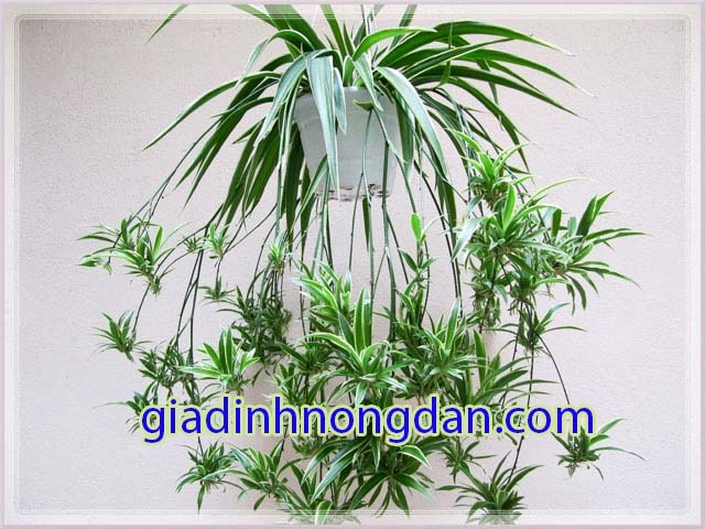 Cây Nhện Cây Nhện
