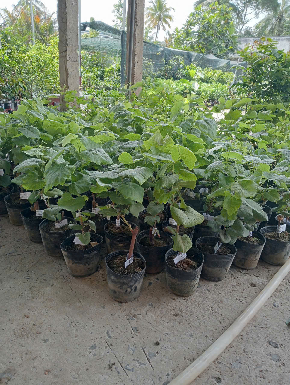 nho ngón tay đen (cây giống) nho ngón tay đen (cây giống)
