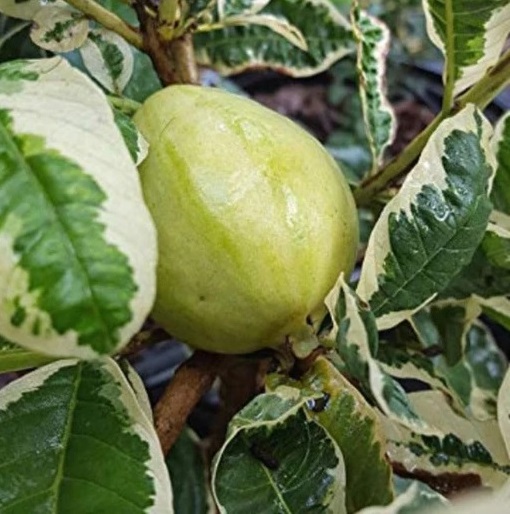 Cây Ổi Cẩm Thạch (giống cây ăn trái mới lạ) Cây Ổi Cẩm Thạch (giống cây ăn trái mới lạ)