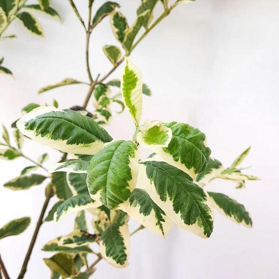 Cây Ổi Cẩm Thạch (giống cây ăn trái mới lạ) Cây Ổi Cẩm Thạch (giống cây ăn trái mới lạ)