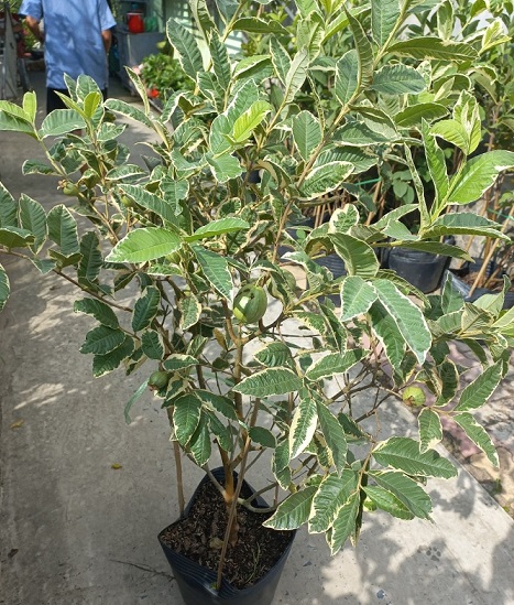 Cây Ổi Cẩm Thạch (giống cây ăn trái mới lạ) Cây Ổi Cẩm Thạch (giống cây ăn trái mới lạ)