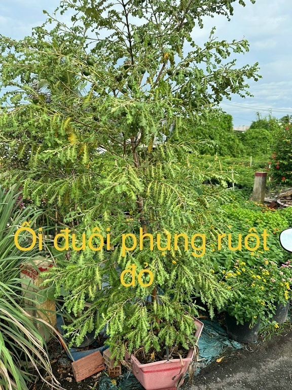Cây Ổi Đuôi Phụng Ruột Đỏ Cây Ổi Đuôi Phụng Ruột Đỏ