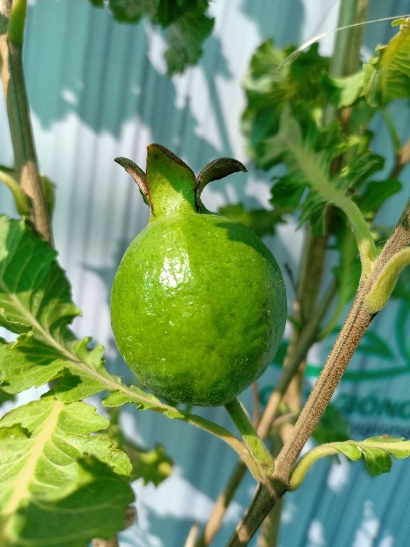 Cây Ổi Đuôi Phụng Ruột Đỏ Cây Ổi Đuôi Phụng Ruột Đỏ