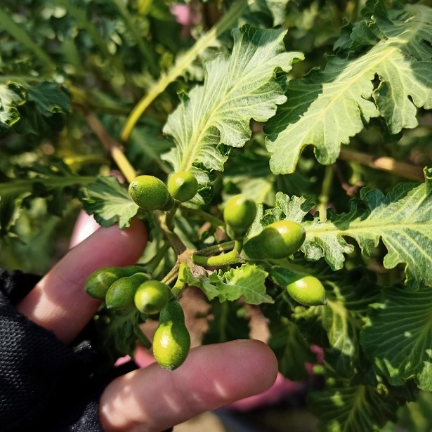 Cây Ổi Đuôi Phụng Ruột Đỏ Cây Ổi Đuôi Phụng Ruột Đỏ