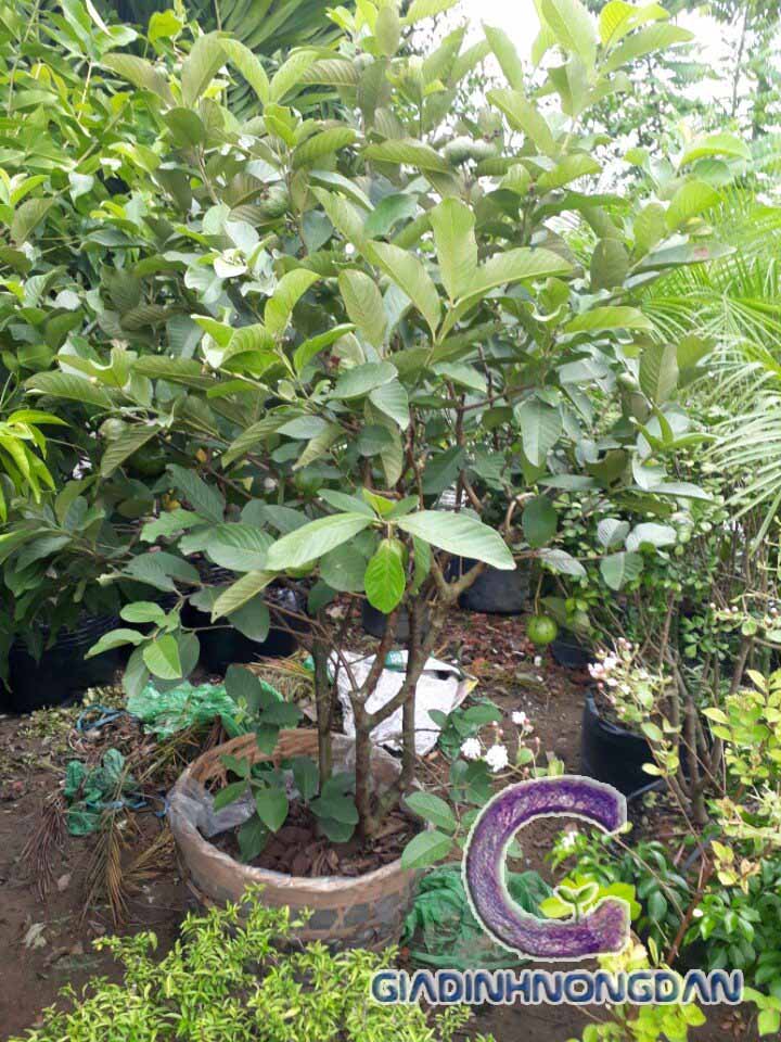 Cây Ổi Giống Cây Ổi Giống