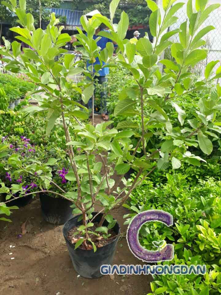 Cây Ổi Giống Cây Ổi Giống