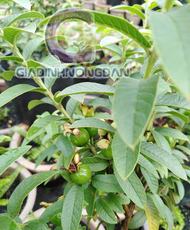 cây ổi sẻ cây ổi sẻ