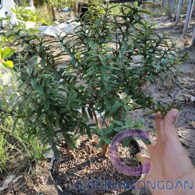Cây Ổi Sẻ Cây Ổi Sẻ
