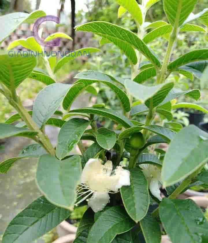 Cây Ổi Sẻ Cây Ổi Sẻ