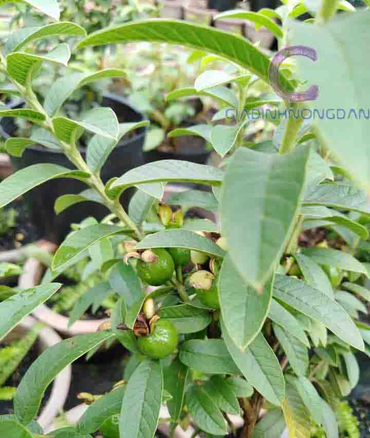 Cây Ổi Sẻ Cây Ổi Sẻ
