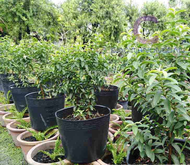 Cây Ổi Sẻ Cây Ổi Sẻ