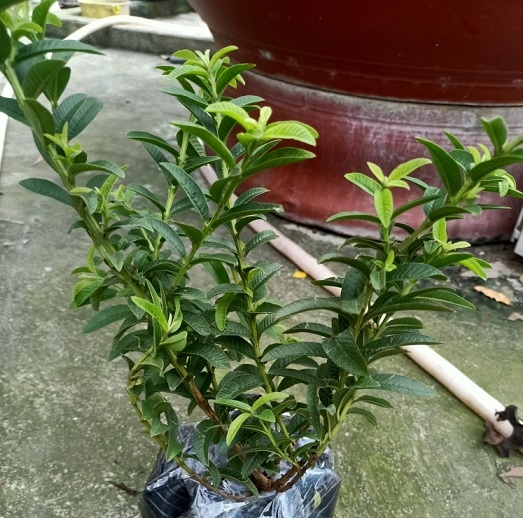 Cây Ổi Xá Lị Cây Ổi Xá Lị
