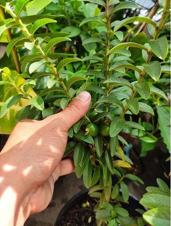 Cây Ổi Xá Lị Cây Ổi Xá Lị