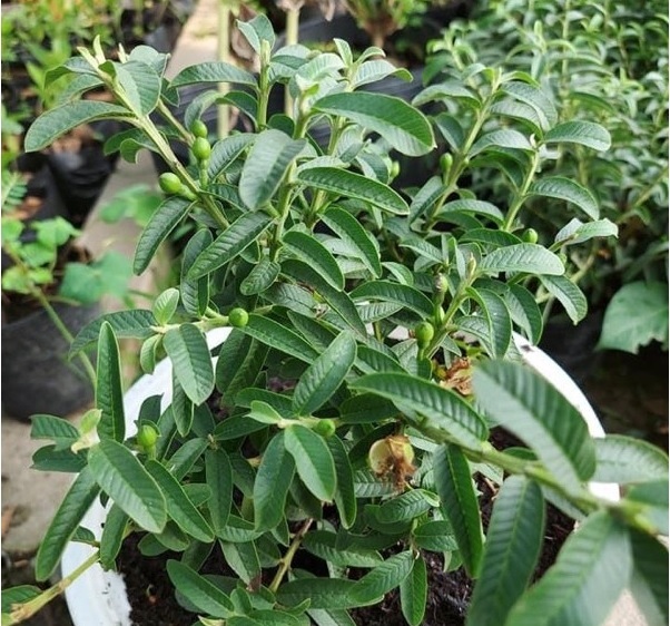 Cây Ổi Xá Lị Cây Ổi Xá Lị