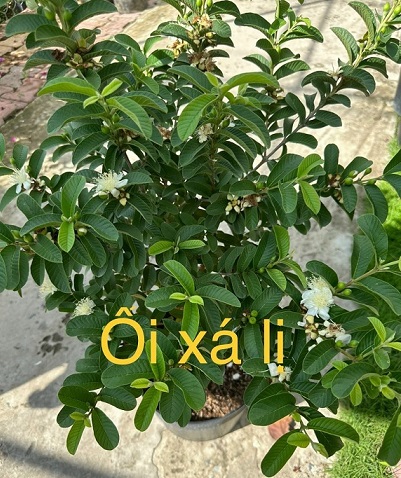 Cây Ổi Xá Lị Cây Ổi Xá Lị