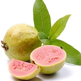 Cây Ổi Xá Lị Cây Ổi Xá Lị
