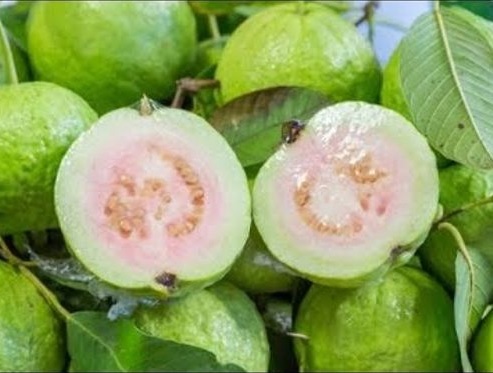 Cây Ổi Xá Lị Cây Ổi Xá Lị