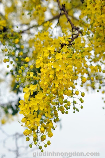 Cây Osaka Vàng (bò cạp vàng)