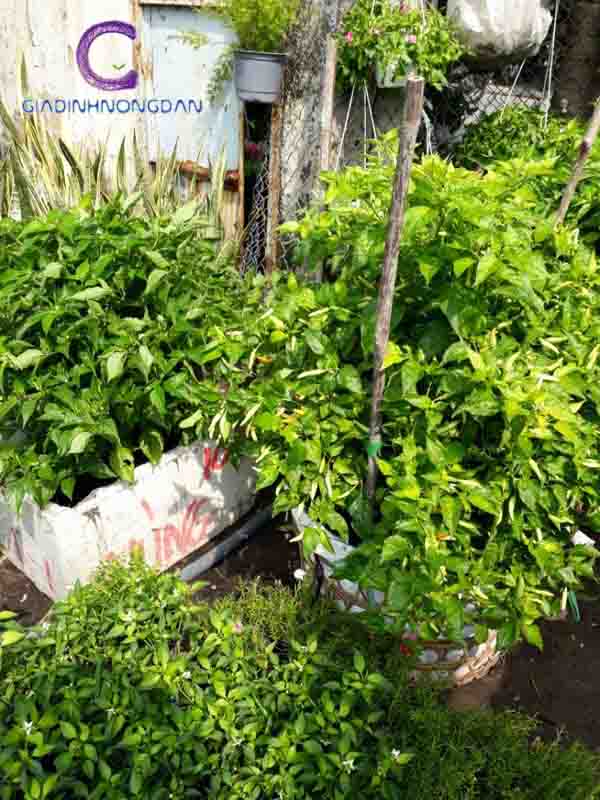 Cây Ớt Chỉ Thiên