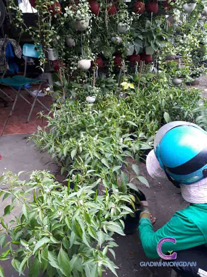 Cây Ớt Chỉ Thiên