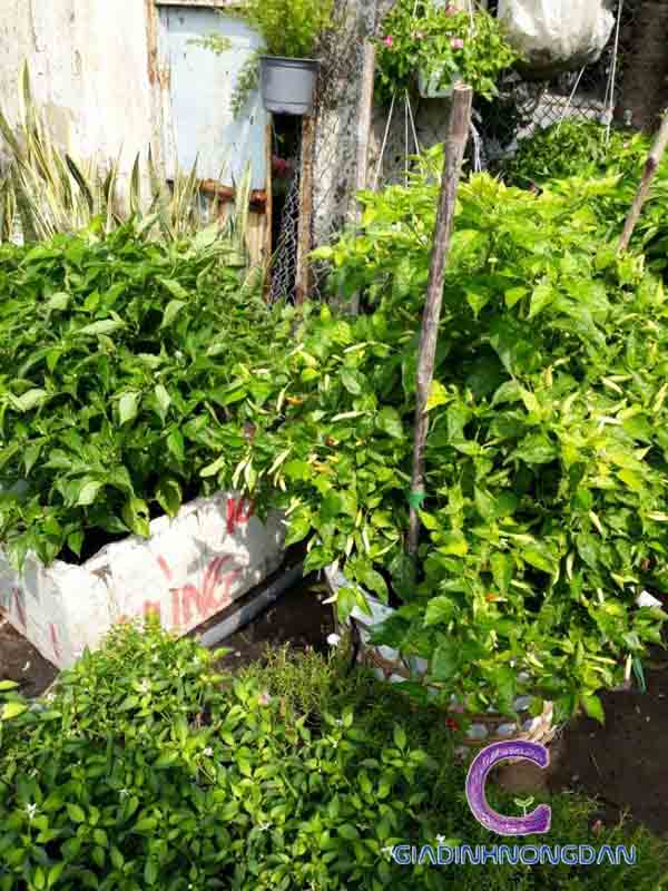 Cây Ớt Chỉ Thiên