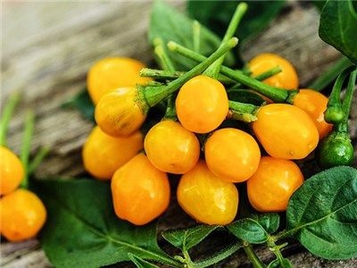 Cây Ớt Peru Cây Ớt Peru