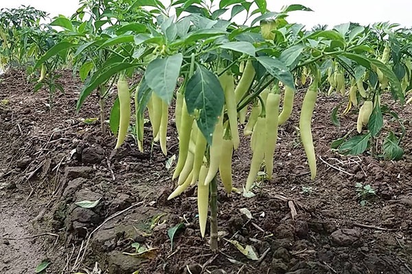 Cây Ớt Sừng Trồng Chậu