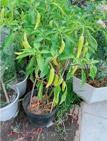 Cây Ớt Sừng Trồng Chậu