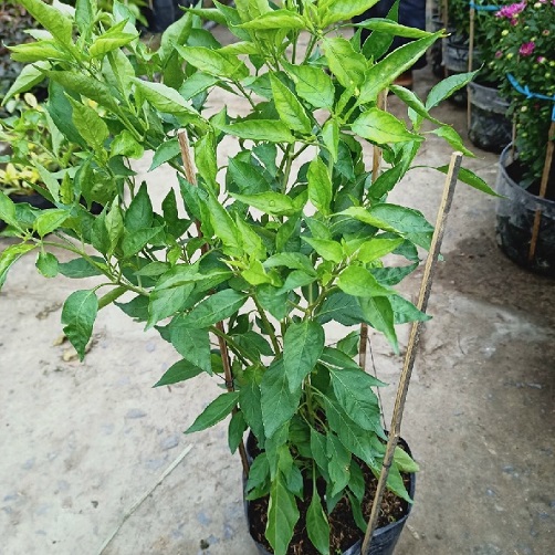 ớt xiêm xanh trồng chậu