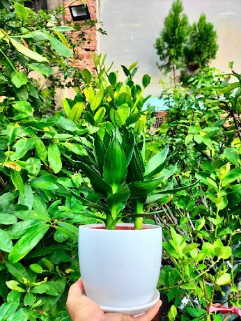 cây Phát Tài Búp Sen để bàn 