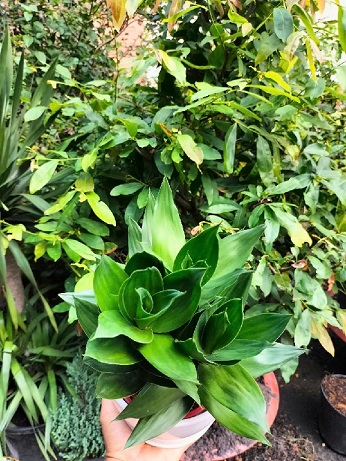 cây Phát Tài Búp Sen để bàn cây Phát Tài Búp Sen để bàn