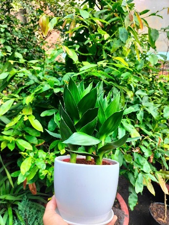 cây Phát Tài Búp Sen để bàn 