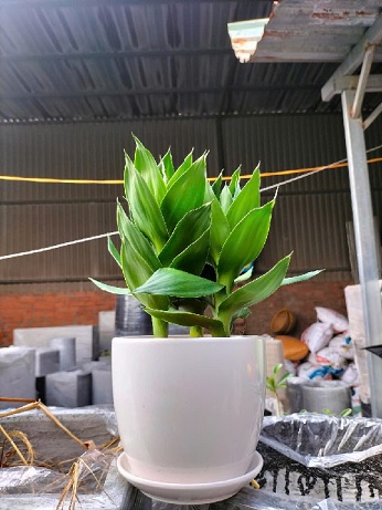 cây Phát Tài Búp Sen để bàn 