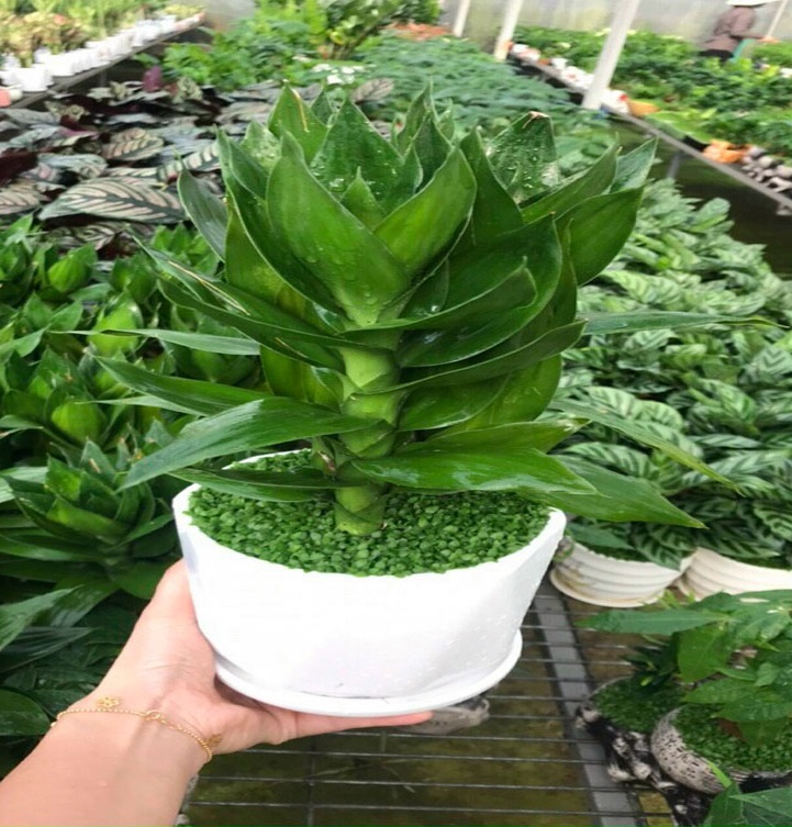 Ý nghĩa của cây phát tài búp sen để bàn