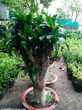 Cây Phát Tài Gốc Cây Phát Tài Gốc