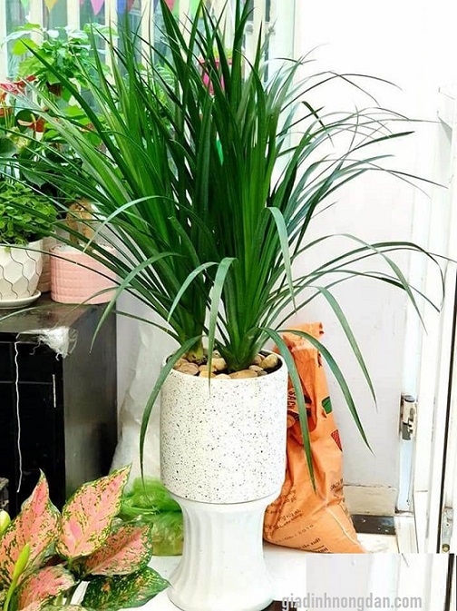 Cây Phát Tài Núi Nội Thất Cây Phát Tài Núi Nội Thất
