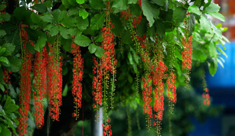 Cây phong thủy hút tài lộc