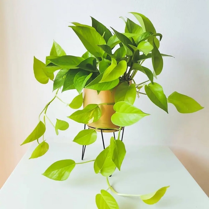 Cây phong thủy hút tài lộc