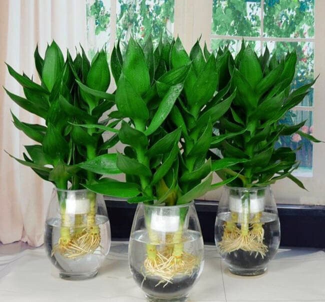 Cây phong thủy hút tài lộc