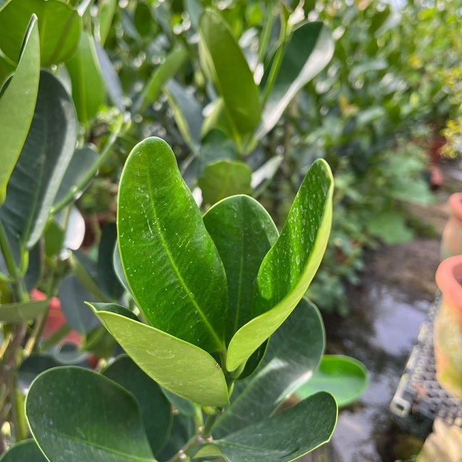 Ý Nghĩa Của Cây Phúc Trồng Làm Cảnh Sân Vườn Ý Nghĩa Của Cây Phúc Trồng Làm Cảnh Sân Vườn