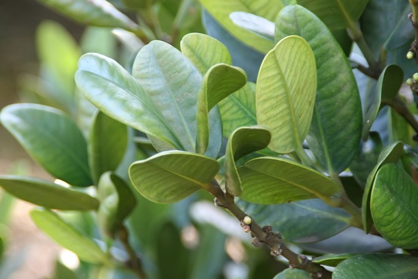 Ý Nghĩa Của Cây Phúc Trồng Làm Cảnh Sân Vườn Ý Nghĩa Của Cây Phúc Trồng Làm Cảnh Sân Vườn