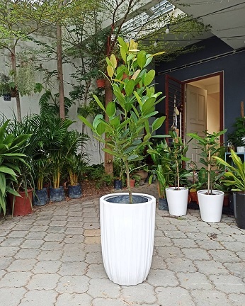 Ý Nghĩa Của Cây Phúc Trồng Làm Cảnh Sân Vườn Ý Nghĩa Của Cây Phúc Trồng Làm Cảnh Sân Vườn