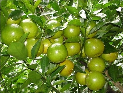 chăm sóc cây quýt đường chăm sóc cây quýt đường