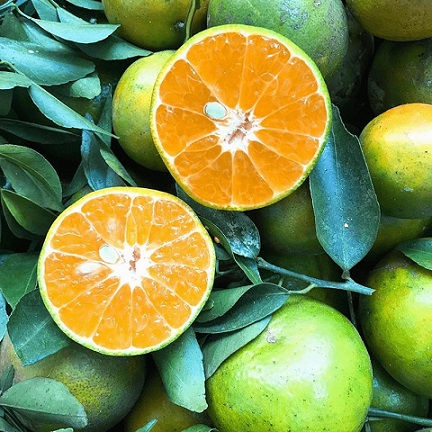 chăm sóc cây quýt đường chăm sóc cây quýt đường